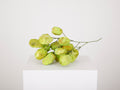 Grape Bunch